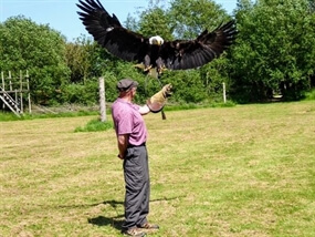 Customer Photo of Bird of Prey Experience (Nationwide Venues)
