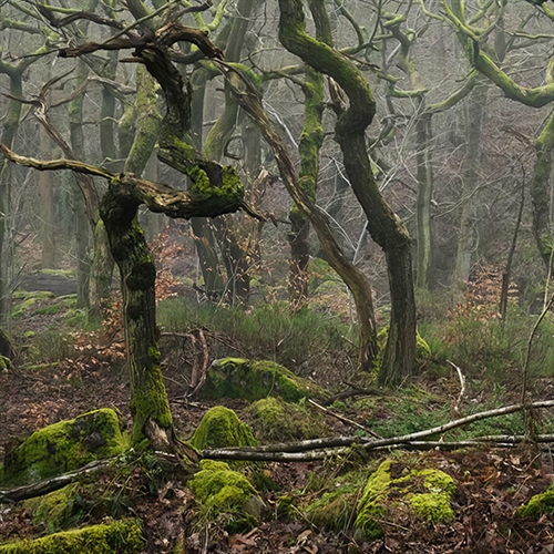 Woodland Photography Masterclass