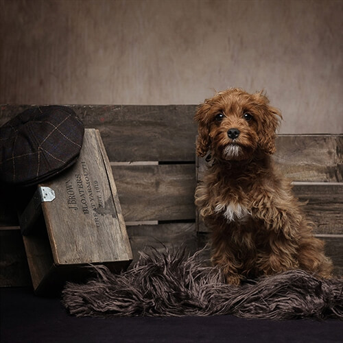Pet Photoshoot - Dog with pallets and box Pet Photoshoot - Dog with pallets and box