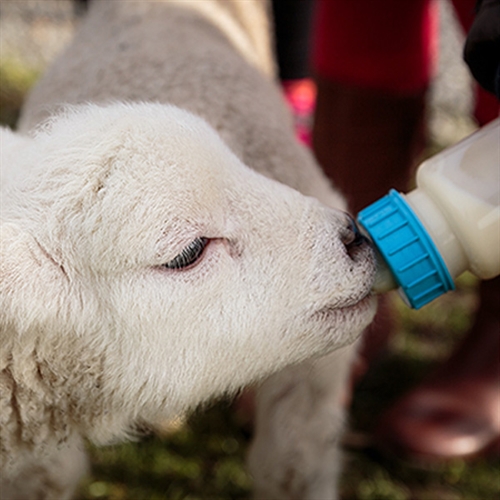 Lambing Experiences Leicestershire Lambing Experiences Leicestershire