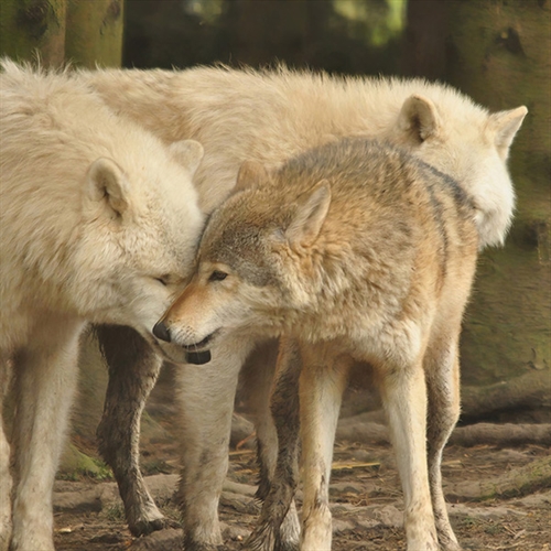 Wild Wolf Feeding Experience for Two