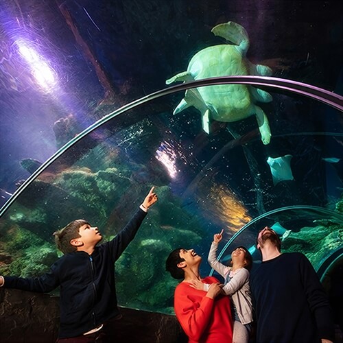 SEALIFE London Tunnel Alternative SEALIFE London Tunnel Alternative