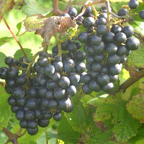 A Red Wharf Bay Vineyard Tour & Tasting in Anglesey