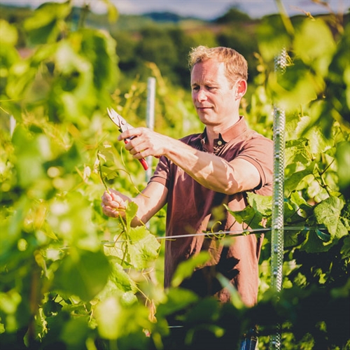 British Vineyard Tours & Tastings for Two