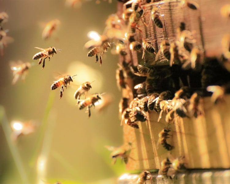 This is beekeeping This is beekeeping