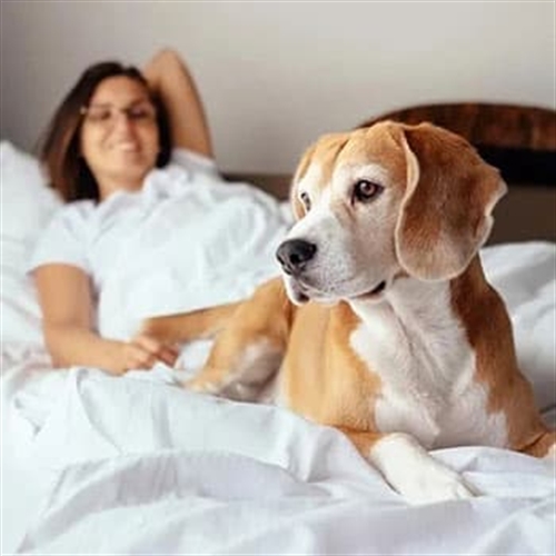dog and owner dog and owner