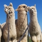 three alpacas