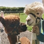 alpacas 2