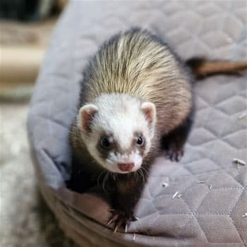 Meet the Ferrets in Essex - Cute Ferret