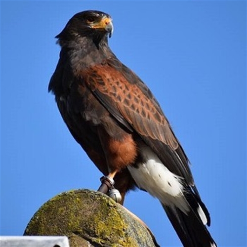Birds of Prey at Cattows Farm near Coalville N West Leicestershire Birds of Prey at Cattows Farm near Coalville N West Leicestershire