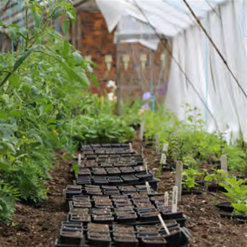 herb garden herb garden