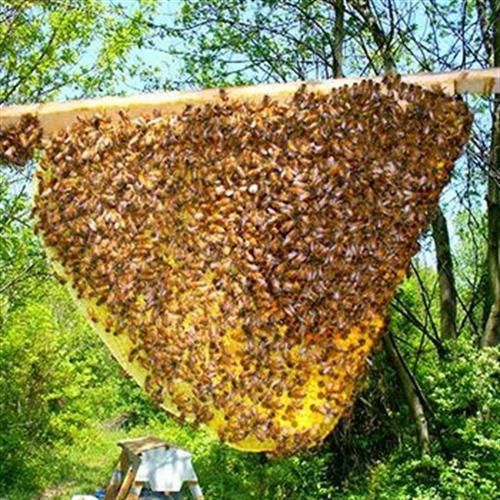 natural beekeeping natural beekeeping
