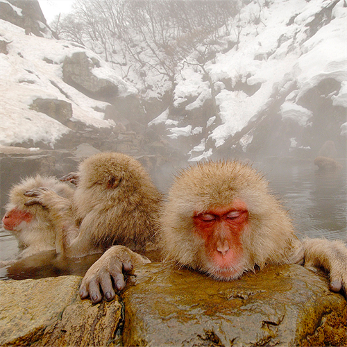 Learning with Experts: Online Wildlife Photography - Monkeys  Learning with Experts: Online Wildlife Photography - Monkeys