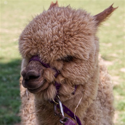 alpaca alpaca