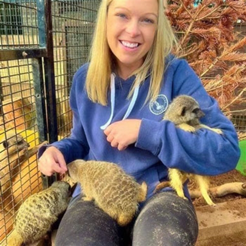 meerkat lady meerkat lady