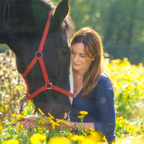 Meditate with Horses - Indoor & Outdoor Equine Meditation in the Lake District Meditate with Horses - Indoor & Outdoor Equine Meditation in the Lake District