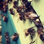 bees close up