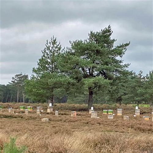 field field