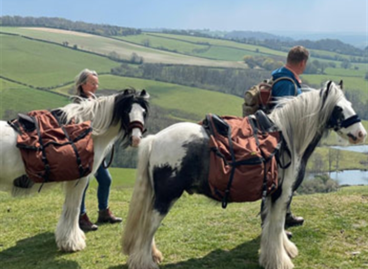 pony walking dorset pony walking dorset