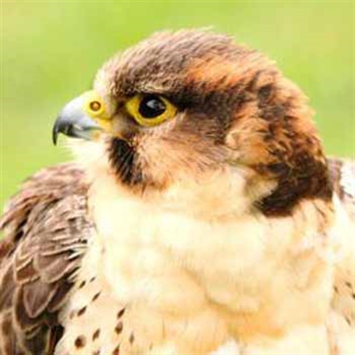 West Sussex Falconry Experience Days near Chichester West Sussex Falconry Experience Days near Chichester