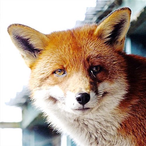 fox face fox face