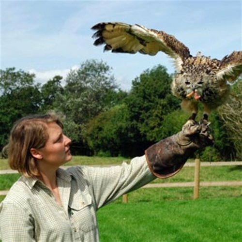 Falconry for All Ages at Hatton Country World Warwick Falconry for All Ages at Hatton Country World Warwick