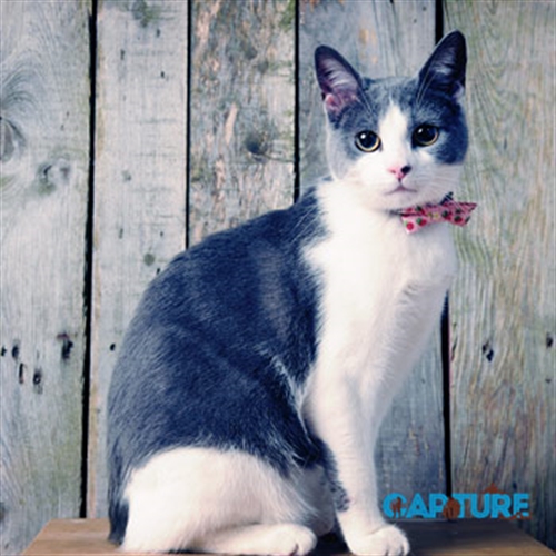 cat bow tie cat bow tie