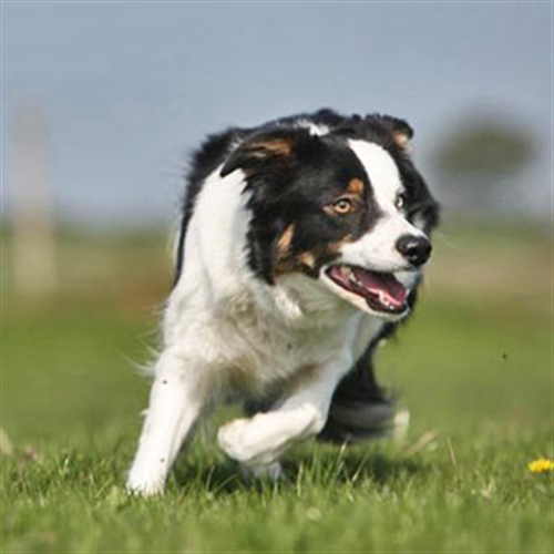 Sheepdog Experience in Yorkshire Working with Collies  Sheepdog Experience in Yorkshire Working with Collies