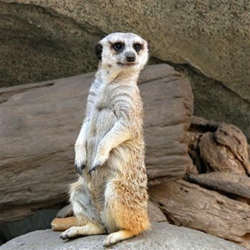 meerkat on rock meerkat on rock