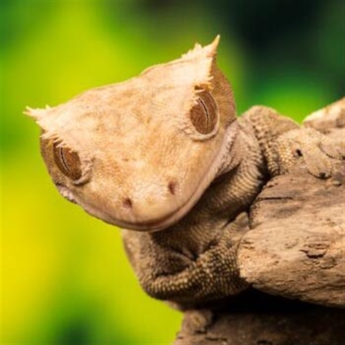 flower with a frog inside flower with a frog inside