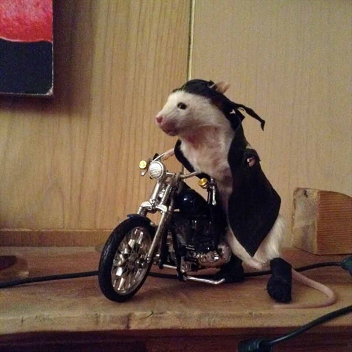 rat on bike rat on bike