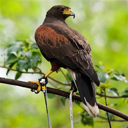 Birds of Prey in Pontefract West Yorkshire Birds of Prey in Pontefract West Yorkshire