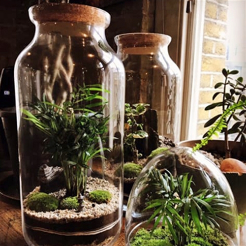 terrarium terrarium