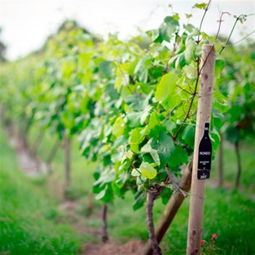 Yorkshire Heart Vineyard Tours & Tastings for Two Yorkshire Heart Vineyard Tours & Tastings for Two
