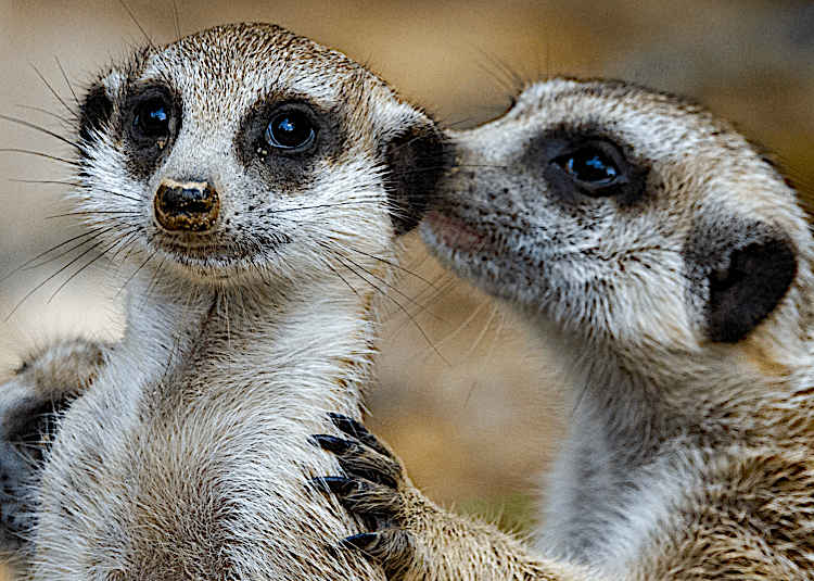 Animal-Experiences--Meet-the-Animals Animal-Experiences--Meet-the-Animals