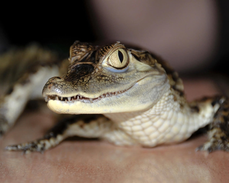 Can-you-have-a-crocodile-as-a-pet-in-the-UK Can-you-have-a-crocodile-as-a-pet-in-the-UK