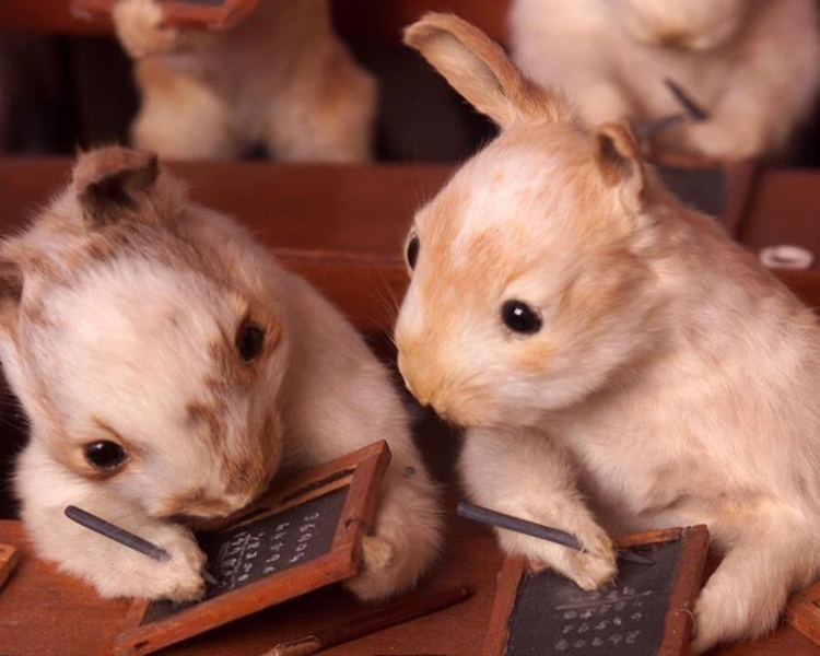 Stuffing-The-World---What-Is-Taxidermy Stuffing-The-World---What-Is-Taxidermy