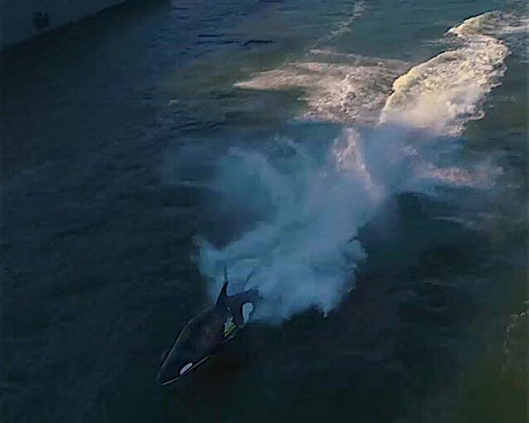 What-is-a-Seabreacher---is-it-a-plane*-a-boator-a-dolphin What-is-a-Seabreacher---is-it-a-plane*-a-boator-a-dolphin