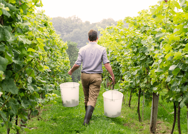 How-to-start-making-your-own-wine How-to-start-making-your-own-wine
