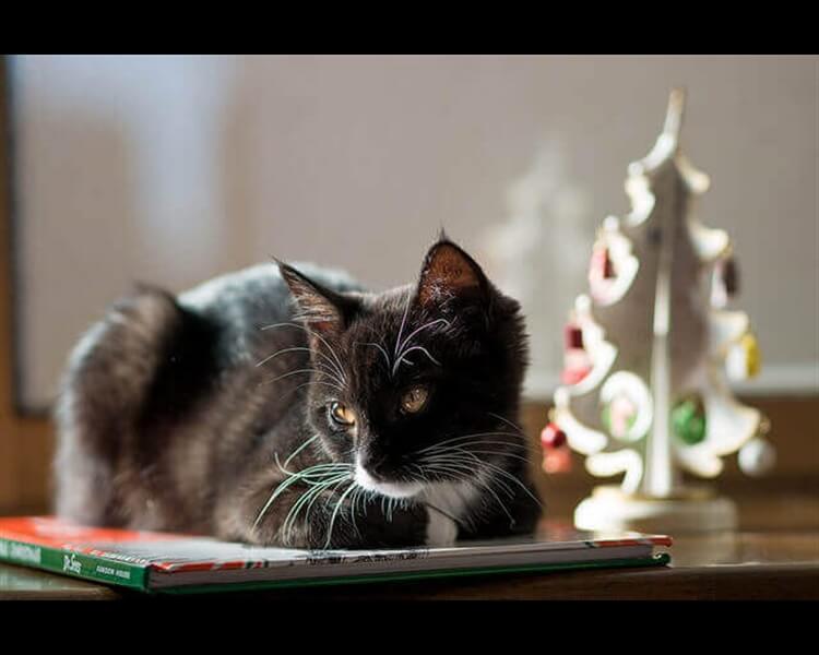 Keeping-Cats-off-the-Christmas-Tree---Seasonal-Dilemmas Keeping-Cats-off-the-Christmas-Tree---Seasonal-Dilemmas