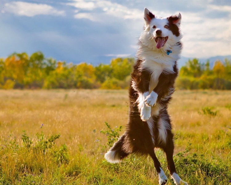 Pets-Allowed--Best-Activities-To-Enjoy-With-Your-Dog Pets-Allowed--Best-Activities-To-Enjoy-With-Your-Dog