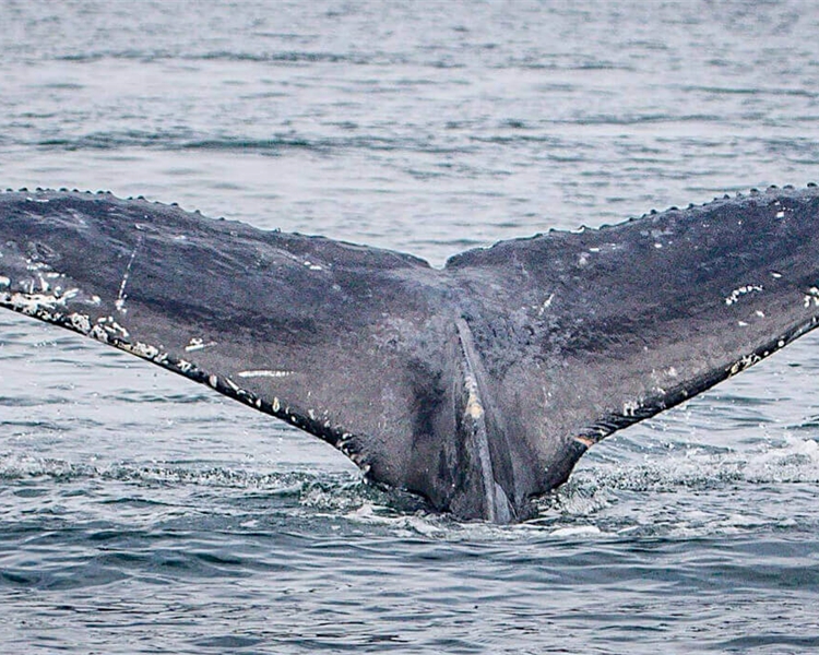 Watery-wonderlands-can-you-go-whale-watching-in-the-UK Watery-wonderlands-can-you-go-whale-watching-in-the-UK